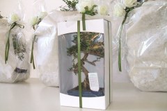 Bonsai scatola