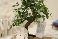 Bonsai