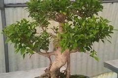 Ficus retusa bonsai