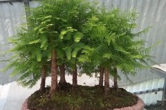 Boschetto  Metasequoia g.