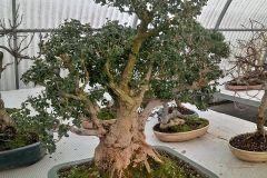 Bosso bonsai