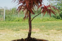 Acero rosso bonsai