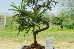 Podocarpus bonsai