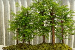 Boschetto  Metasequoia g.