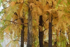 Boschetto  Metasequoia g.