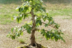 Carpino bonsai