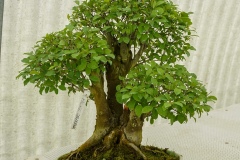 Prunus cerasifera (Amolo)