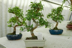Olmo zelkova bonsai