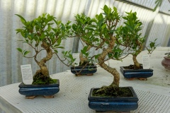 Ficus retusa bonsai