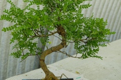 Pepper bonsai