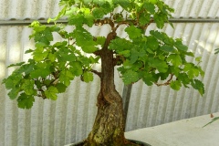 Vite "Bacò" bonsai