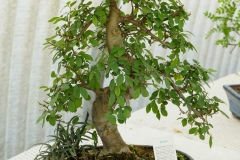 Olmo zelkova bonsai