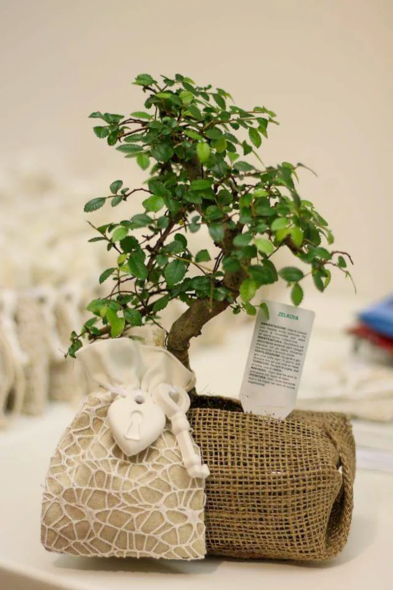 Bonsai Zelkova confezionato come bomboniera con juta e decorazione bianca