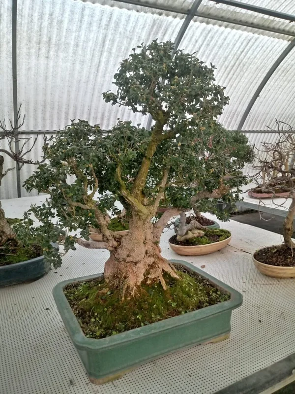 Bosso bonsai della collezione personale Guidolin Piante