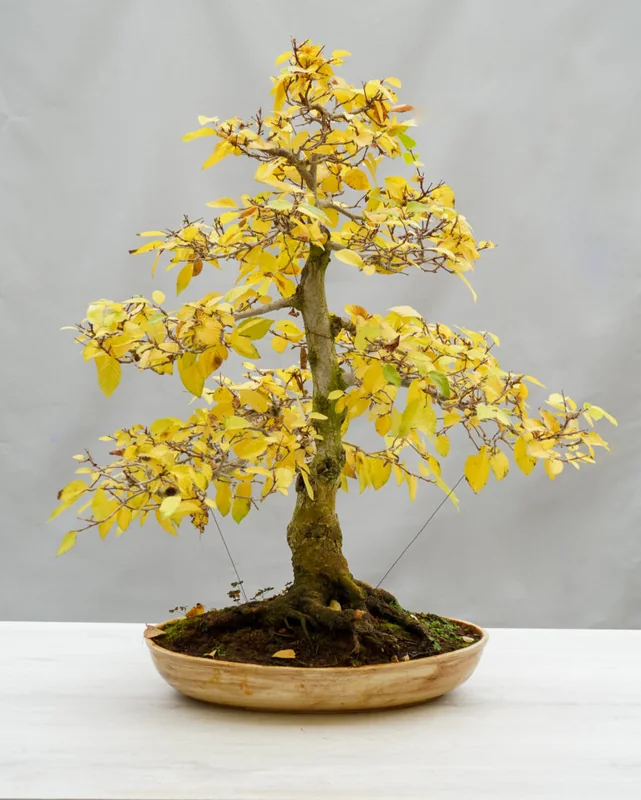 Carpino bonsai in autunno della collezione personale Guidolin Piante