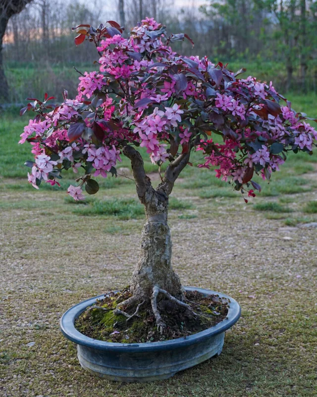Melo bonsai della collezione personale Guidolin Piante