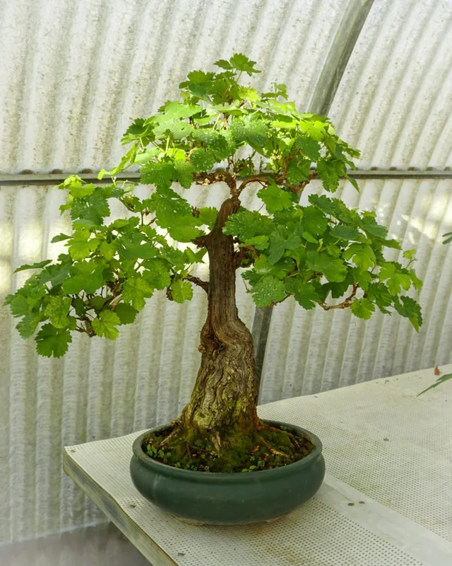 Vite bonsai della collezione personale Guidolin Piante