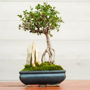Bonsai